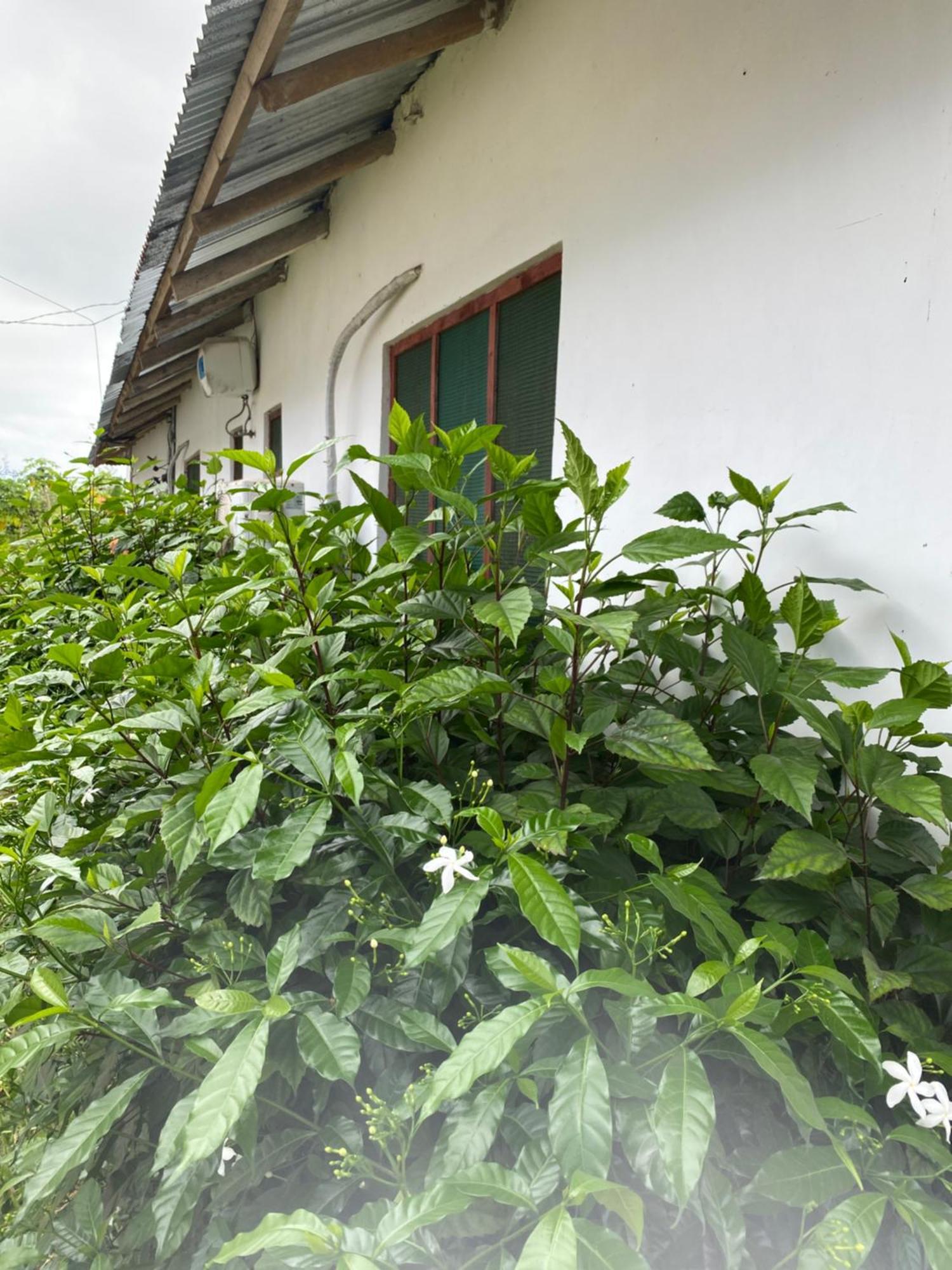 Bed and Breakfast Falcon House Kendwa Exteriér fotografie
